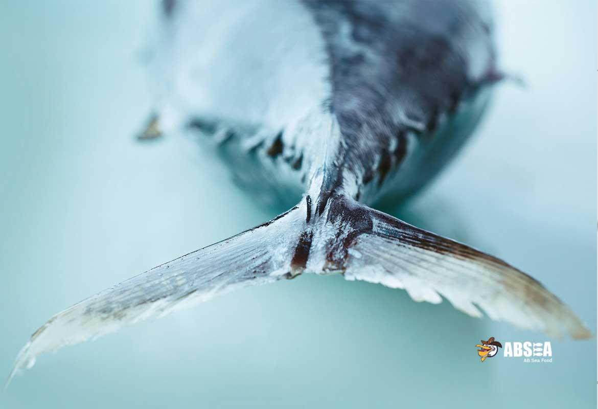 Albacore Tuna