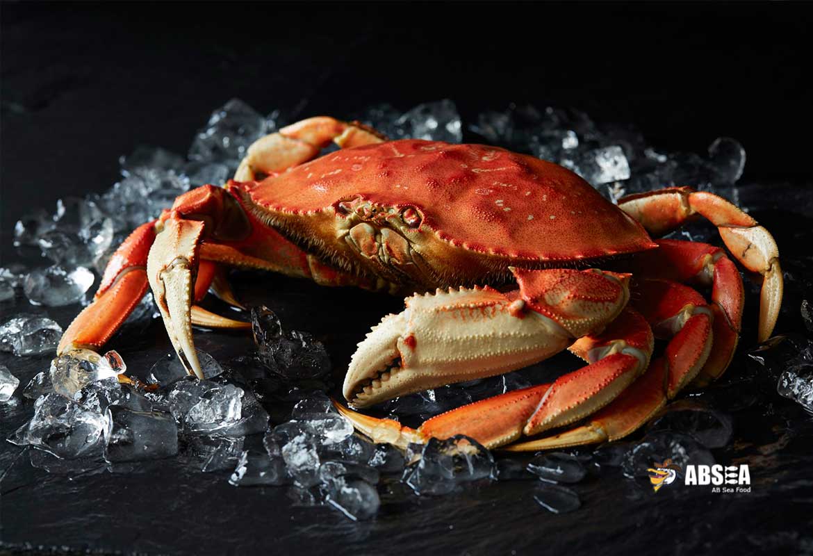 Live Dundeness Crab