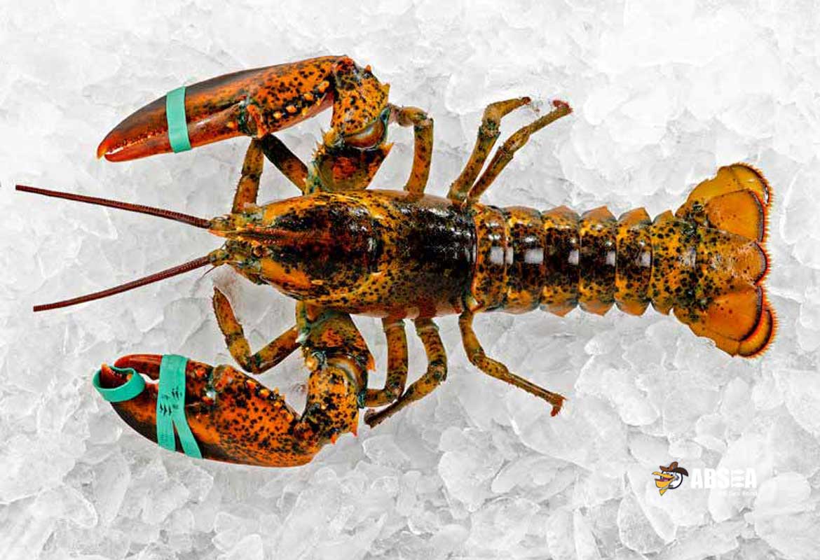 Live Lobster