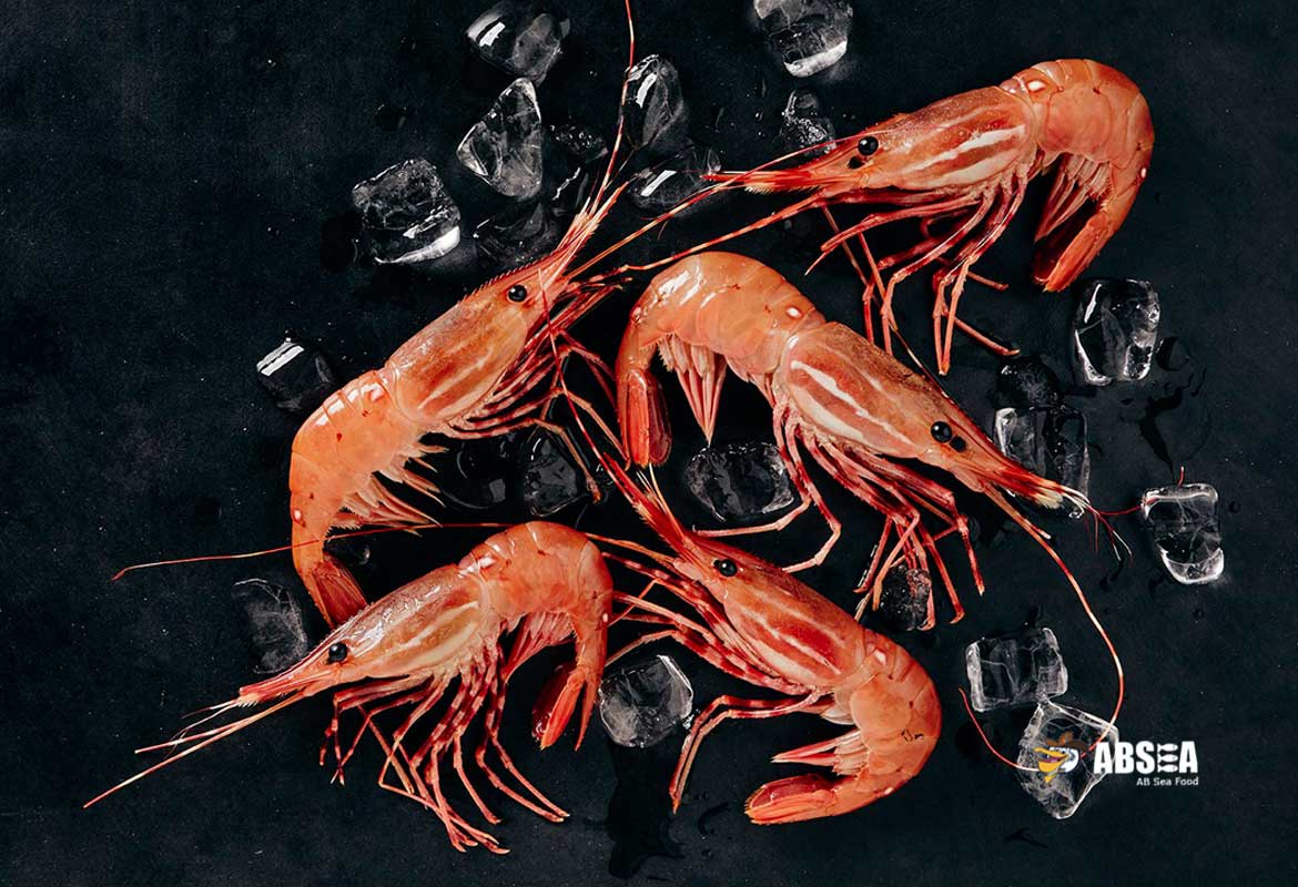 Live Spot Shrimp