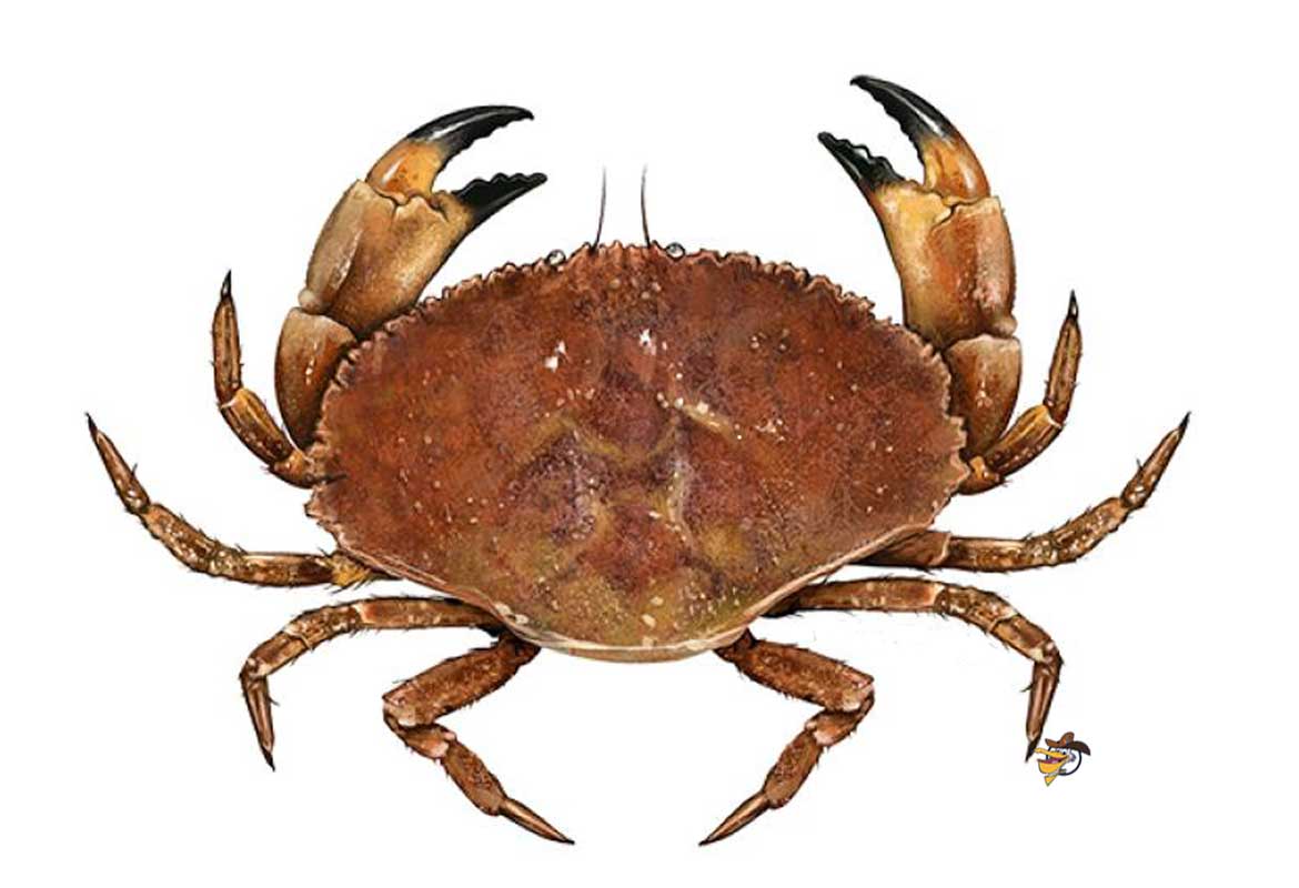 Live Jonah crabs