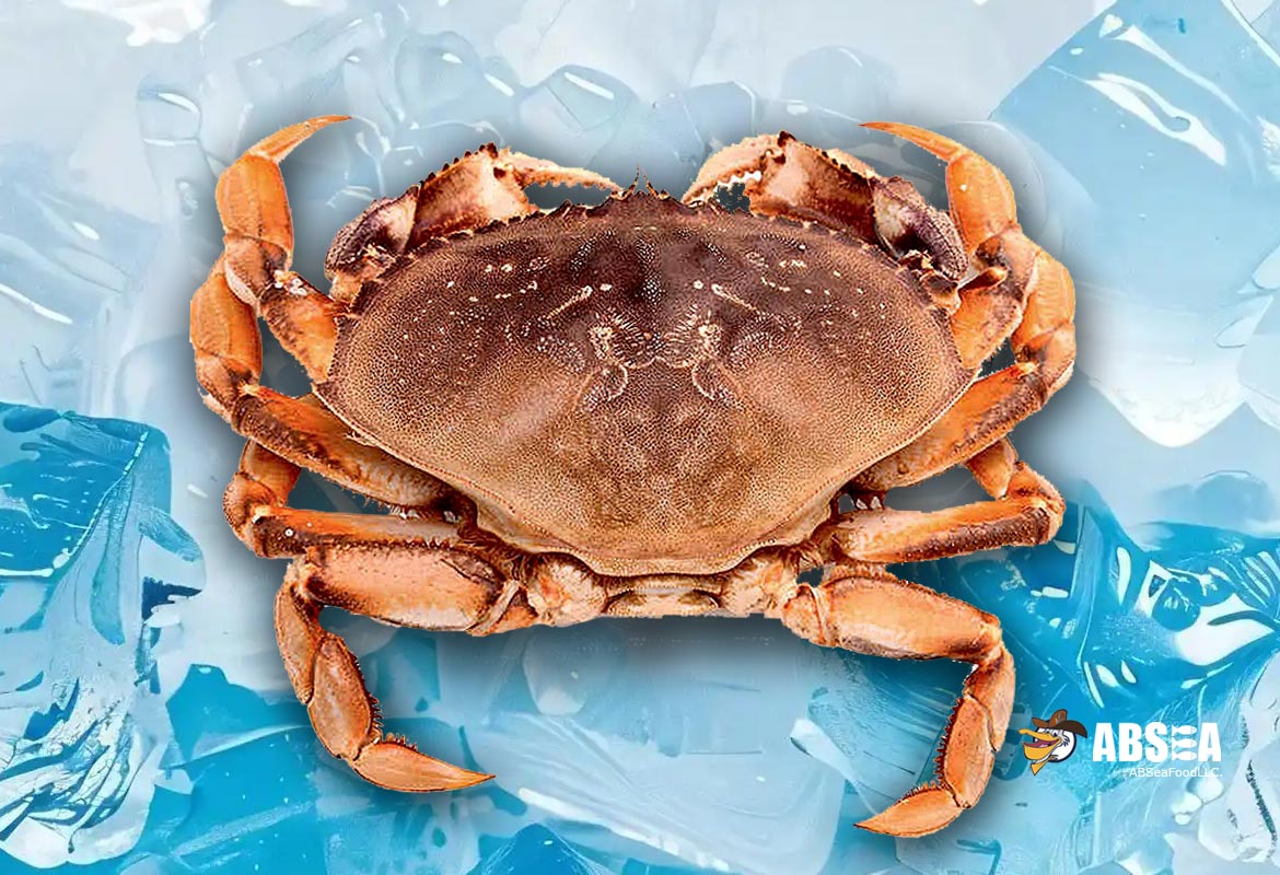 Live Dungeness Crab