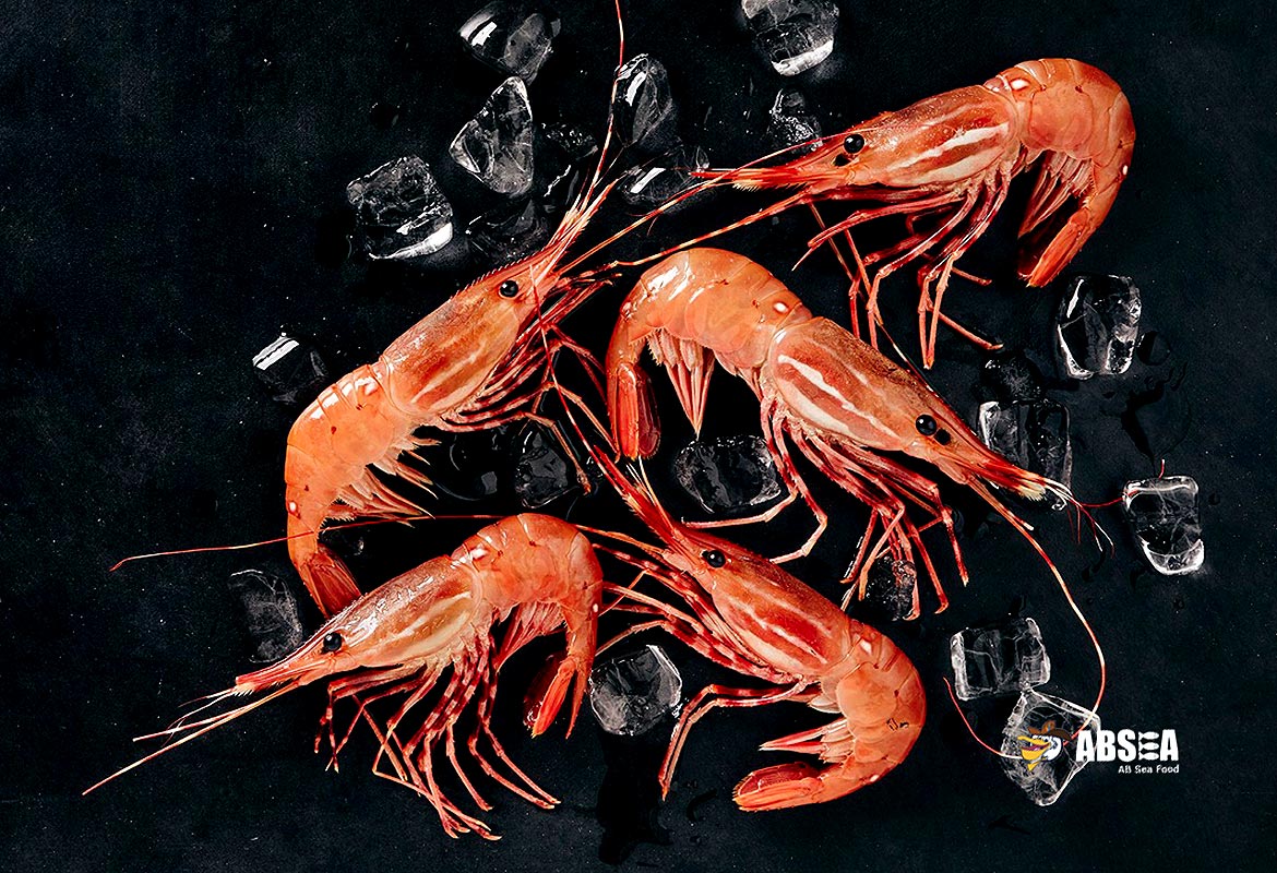 Spot Prawns Shrimp